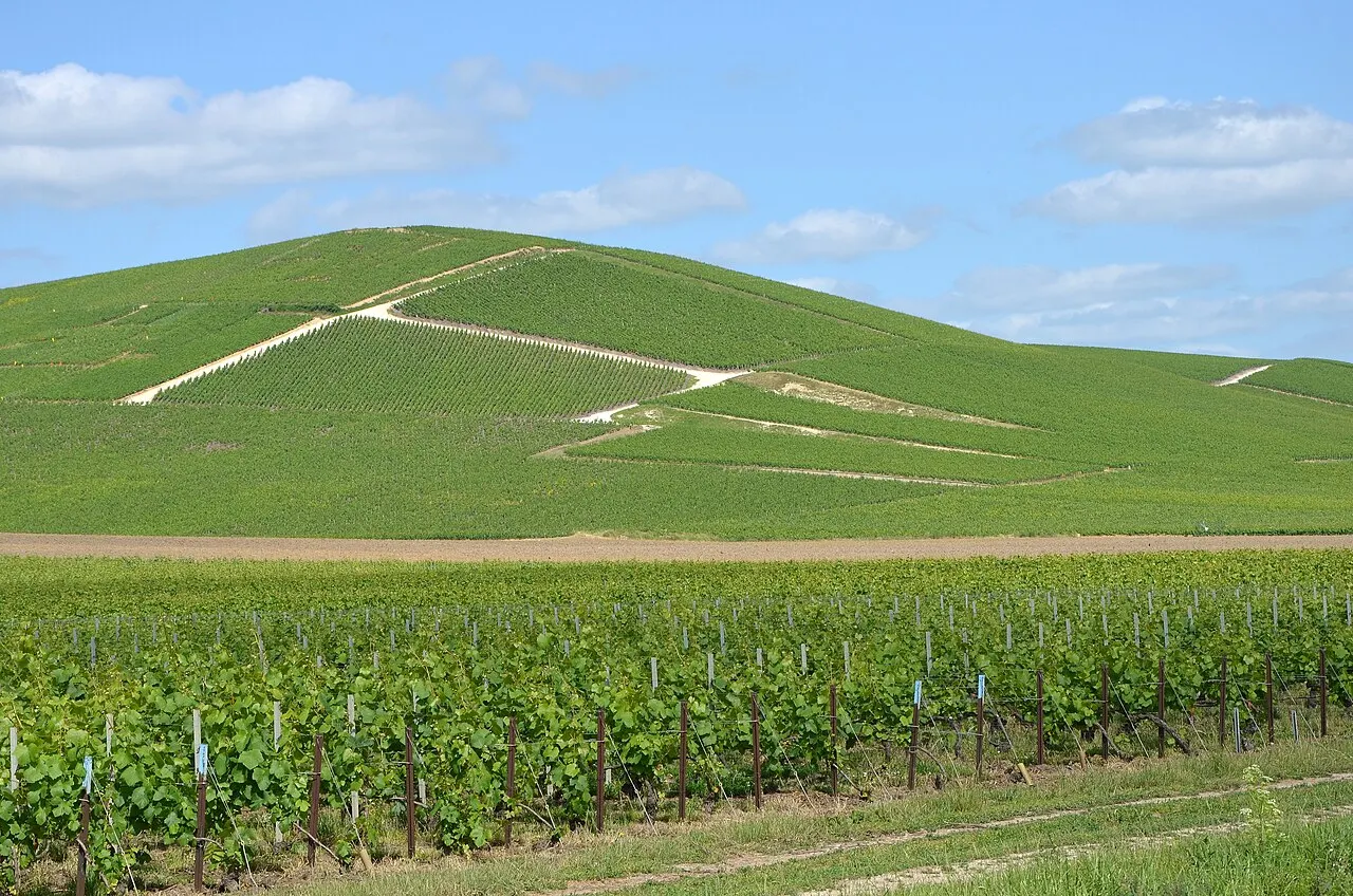 Vignobles de Champagne pres d Ay, Marne, France