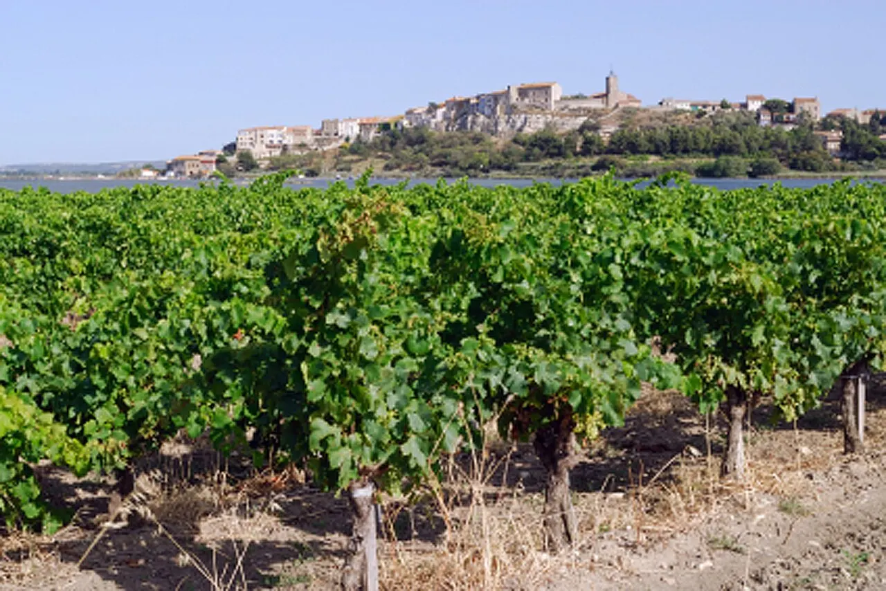 Bages et son vignoble dans l'Aude