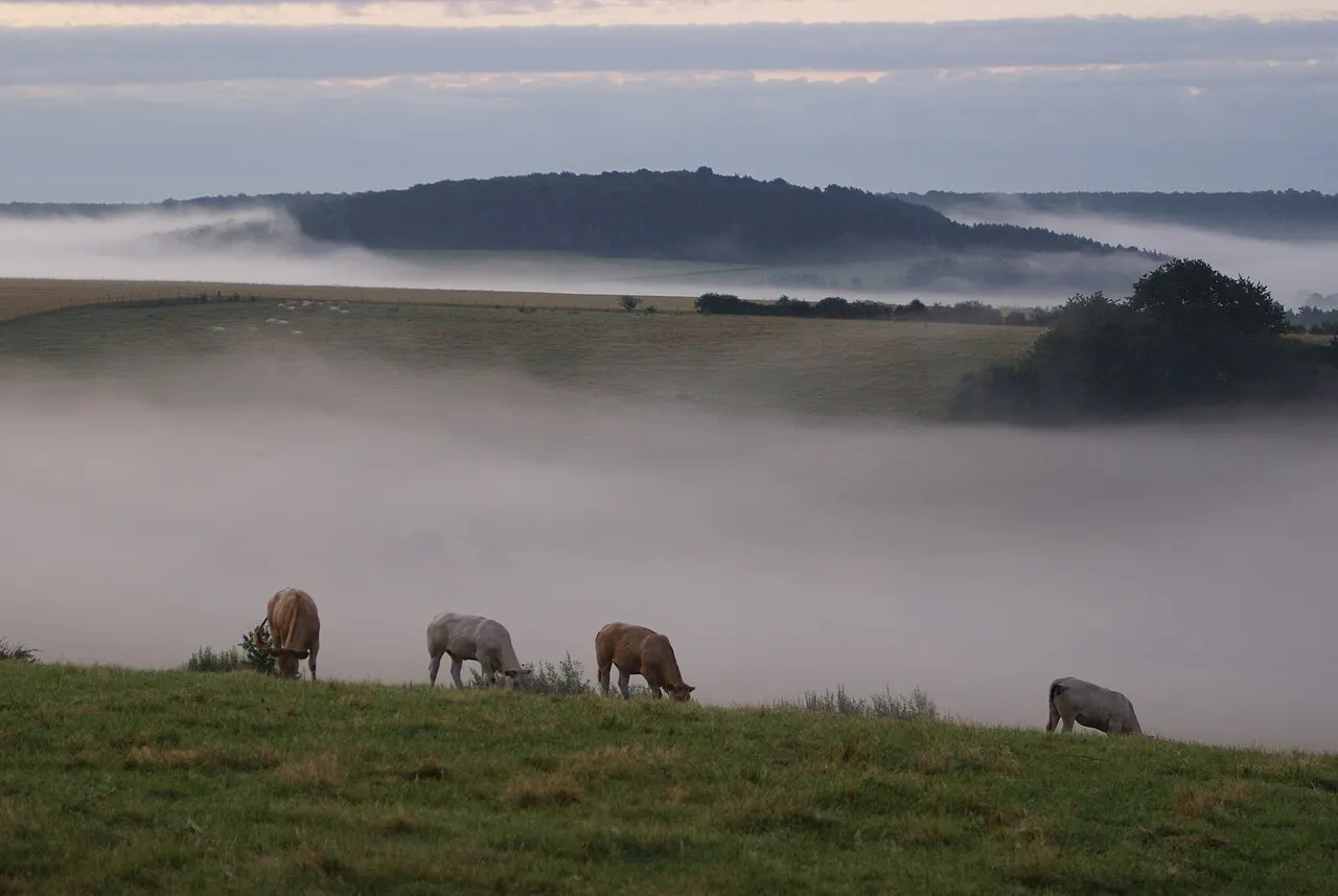 Misty landscape