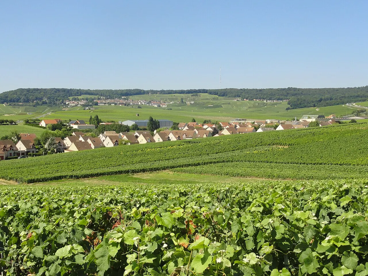 Le lotissement de la Terre du Crayon à Dizy (Marne), au milieu des vignes, avec au fond Hautvillers (Marne) sur la Montagne de Reims
