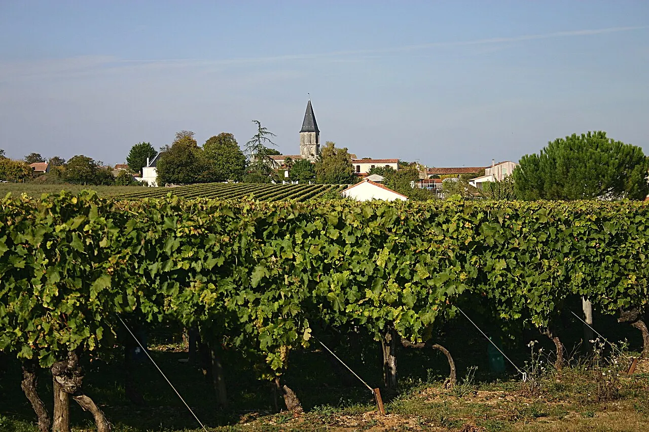 Mazeray, vue des vignes