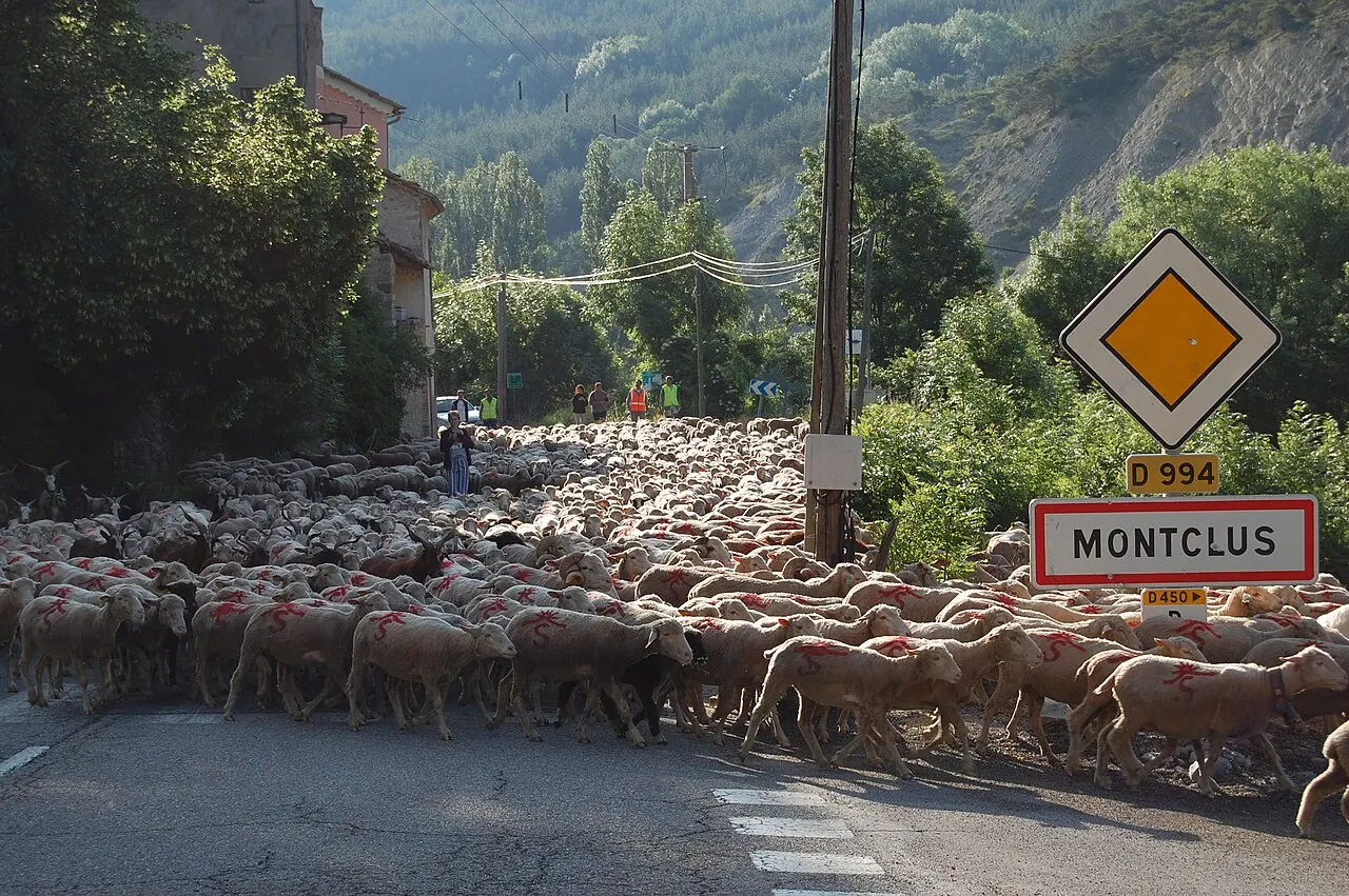 Transhumance d'un troupeau de brebis arrivant à Montclus