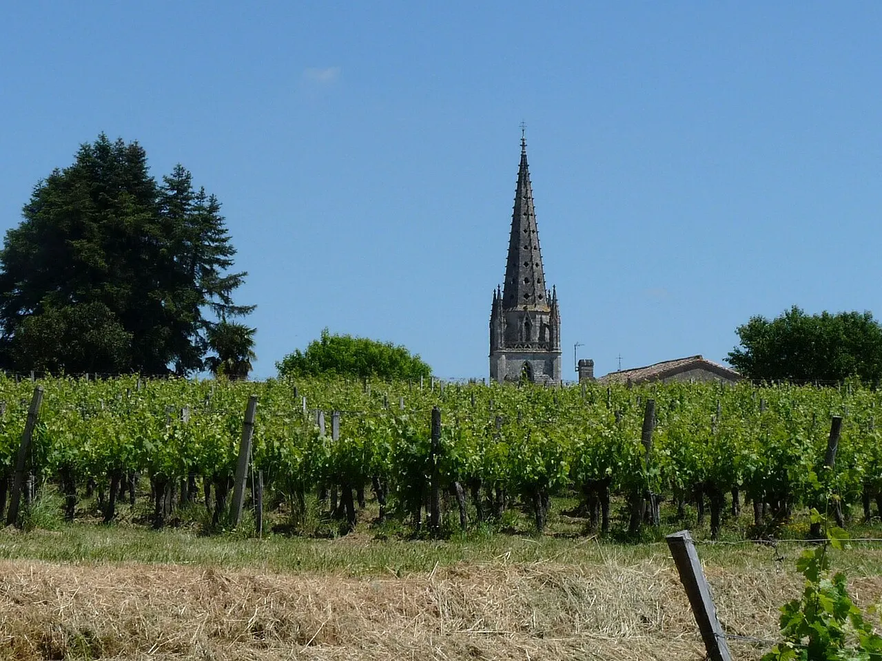 Vignes et église de Salignac, Gironde, France