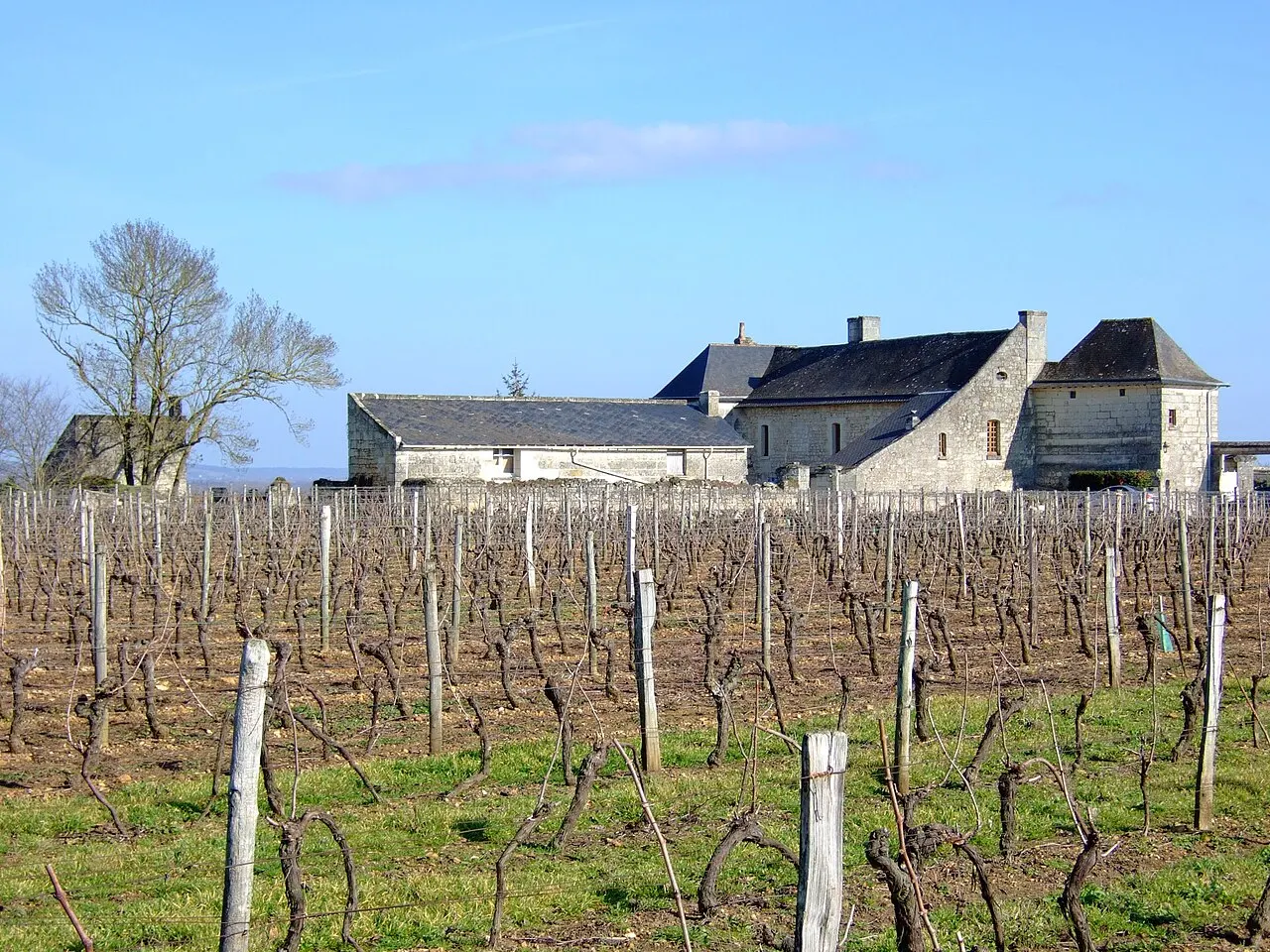 Dans les vignobles d'appelation Saumur-Champigny, à Turquant (Maine-et-Loire, France), 4 février 2007.